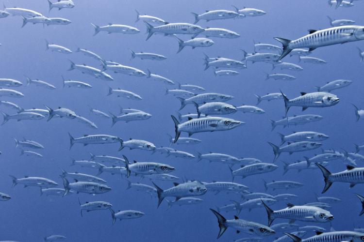 School of barracuda in deep water. 