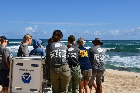 A team of 8 safely carrying seal carrier towards the beach shoreline for release.