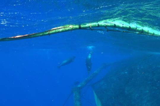 Two Hawaiian monk seals swim near an aquaculture net pen full of fish.
