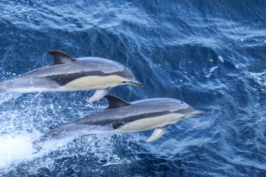 Two dolphins leap out of the water.