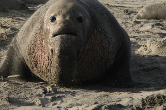 A large male northern elephant seal lies on a sandy beach, looking at the camera. Other elephant seals are in the background.