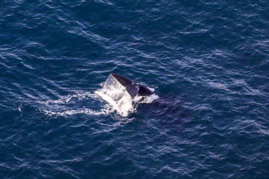 A right whale tail is seen above the surface of the ocean as it dives down. Perspective is from above, looking down.