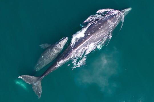 Aerial view of gray whale mother and calf