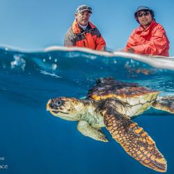 3000x2162-LoggerheadRelease-SWFSC-MMTD-RalphPace.jpg A juvenile loggerhead turtle release