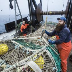 Fishermen aboard a vessel bringing a full fish net aboard