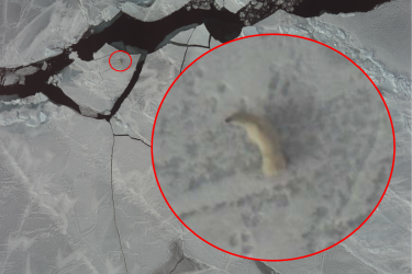 Aerial photo of a polar bear on sea ice with a superimposed enlarged image.