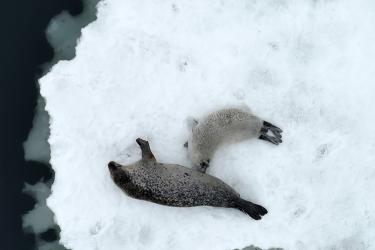 An overhead view looking down on spotted seal female and its nursing pup on a sea ice floe. The white pup is actively nursing. The mother has a dark gray back and a light gray underbelly, with dark spots along its side.