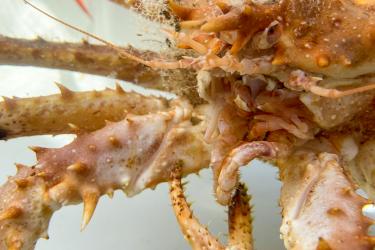 Close up of an orange spiny crab with long legs.