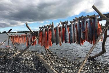 Fish hanging on a stick of wood in front of water. 