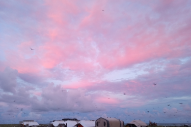 Pink and purple sunrise clouds over several field camps tents with many birds in the air. 