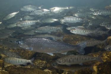 Fisheye lens photo of a large group of coho salmon swimming to the left