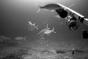Pink snappers check out optical underwater survey gear. 