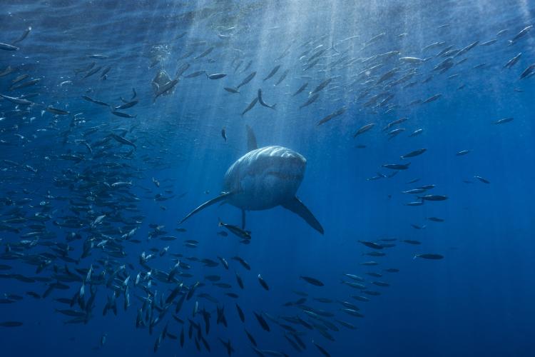 White shark with other smaller fish swimming around it.