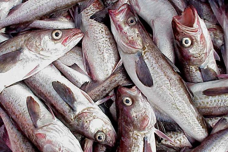 Close-up of a pile of walleye pollock. Some with mouths open, others have closed mouths.