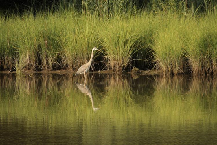 dam-migration-miss/md_1uTnzGi7RBNV.jpg Wide shot image of a crane standing in the background with tall grass as it's reflected in a body of water in the foreground