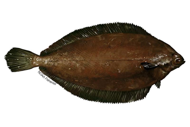 Witch flounder illustration. Credit: Jack Hornady.
