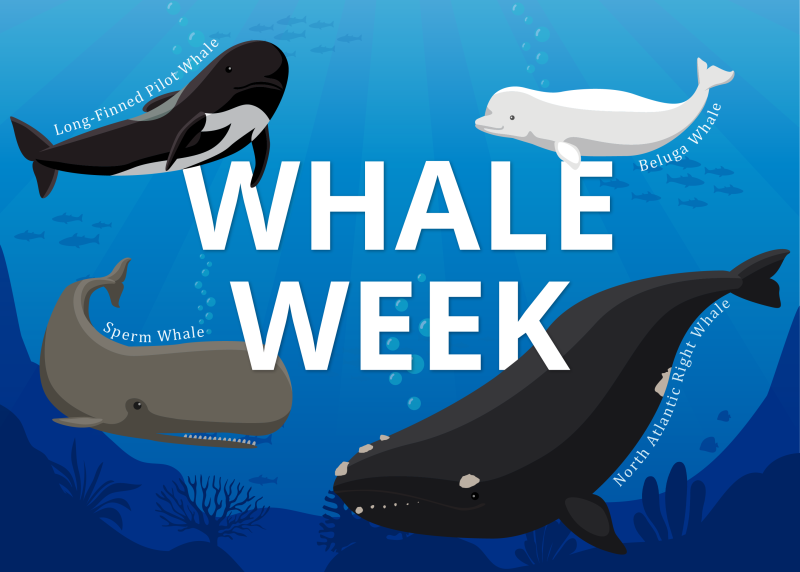 Graphic for Whale Week featuring illustrations of long-finned pilot whale, sperm whale, beluga whale, and North Atlantic right whale