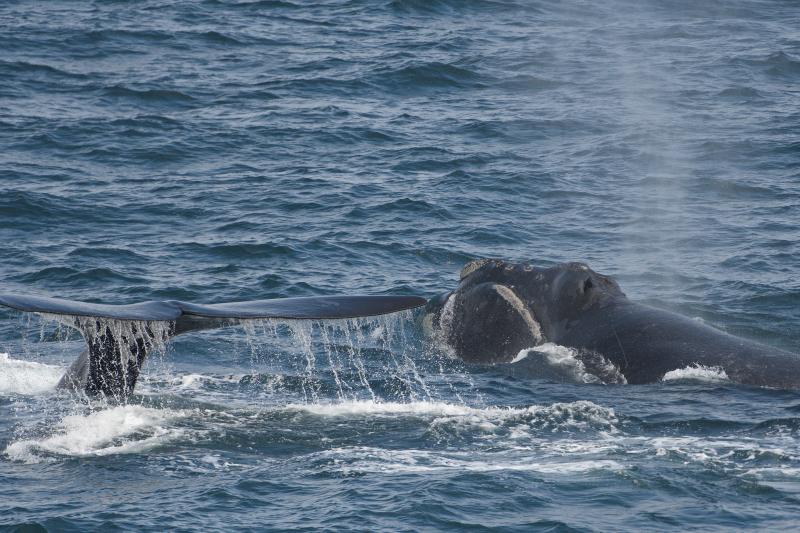 Two North Pacific right whales on the surface of a choppy, blue ocean. Once is seen with the top of its head above water and mist expelling from its blow hole while the other's fluke is visible with water falling off the tailing edge.